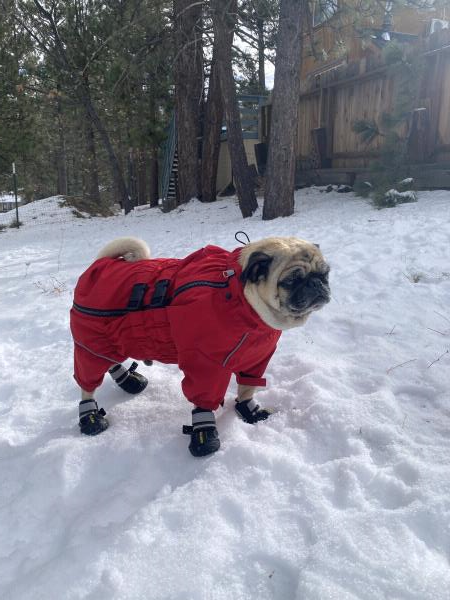 /images/uploads/pug nation rescue of los angeles/pugnation2024/entries/31003thumb.jpg